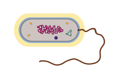 Schéma d'une cellule procaryote de type bactérie (ultrastructure) - infographie